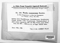 Image of Poria canescens